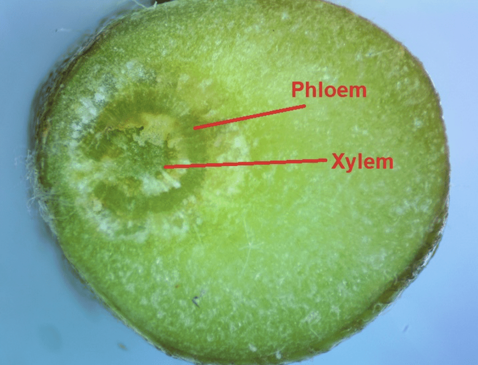 Physiology of PreHarvest Fruit Drop in Apple WilburEllis