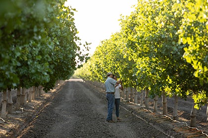 Agronomists examining pistachios