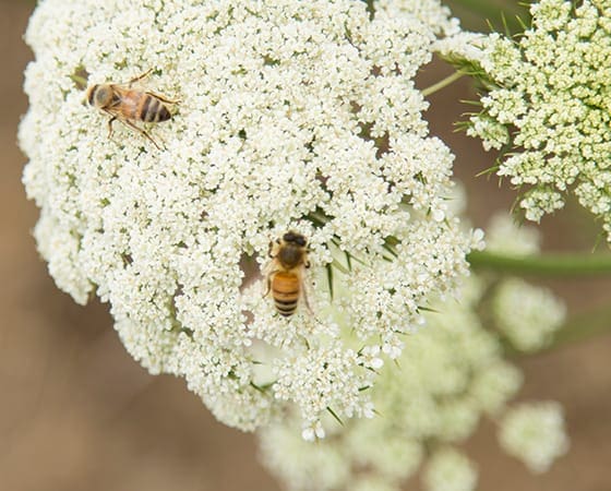 Pollinator-protection