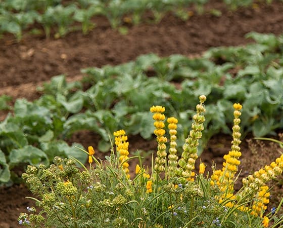 cover-crops